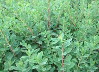 SPIRAEA SNOWMOUND