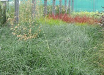 STIPA GIGANTEA