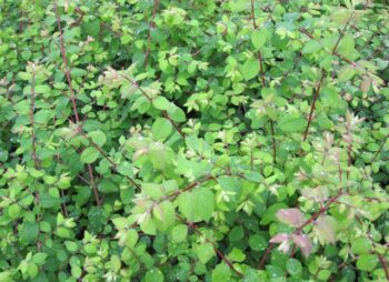 SYMPHORICARPOS HANCOCK
