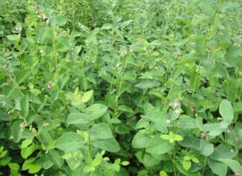 SYMPHORICARPOS WHITE HEDGE