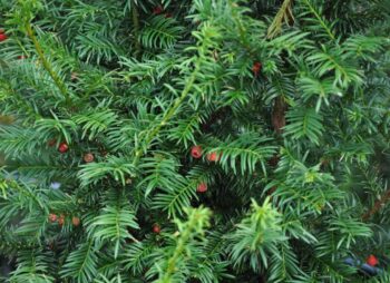 TAXUS BACCATA