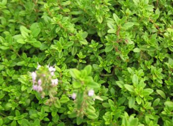 THYMUS ARCHERS GOLD