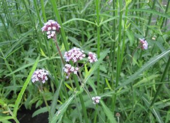 VERBENA BONARIENSIS