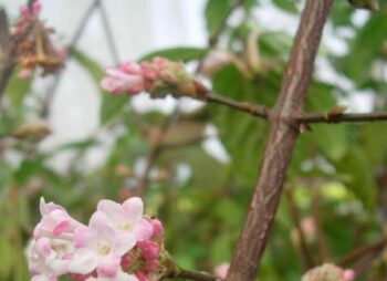 viburnum-bodnantense-dawn-120-150