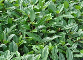 VIBURNUM DAVIDII