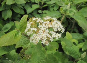 VIBURNUM LANTANA
