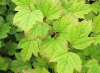 viburnum-opulus-nanum