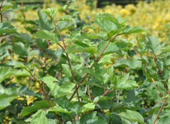 VIBURNUM OPULUS
