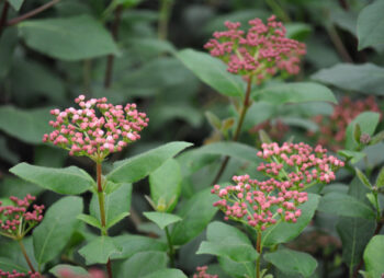 VIBURNUM TINUS GWENLIAN