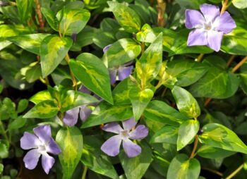 VINCA MAJOR MACULATA