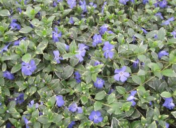 VINCA MIN. RALPH SHUGERT