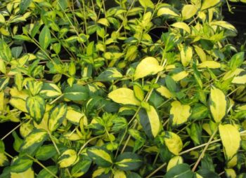 VINCA MINOR ILLUMINATION