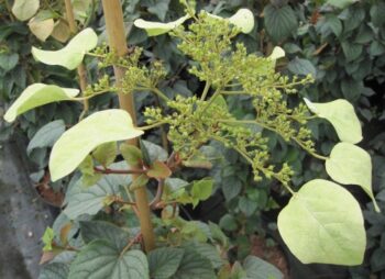SCHIZOPHRAGMA MOONLIGHT