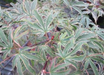 ACER PAL. PINK PASSION
