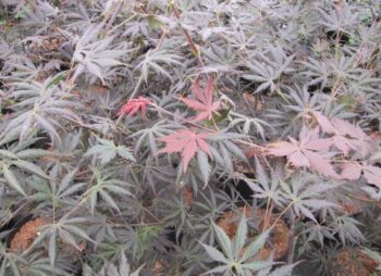 ACER PAL. TROMPENBURG