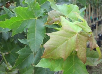 ACER PLAT. CLEVELAND 8-10