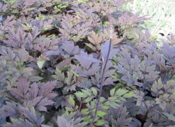 ACTAEA SIM. BRUNETTE