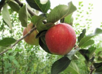 APPLE RED DEVIL