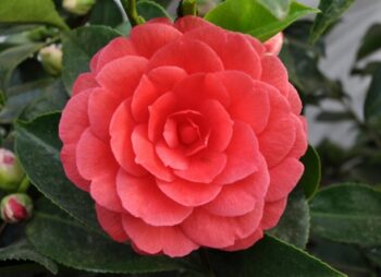 CAMELLIA LADY CAMPBELL