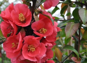 CHAENOMELES PINK LADY