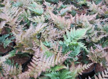 DRYOPTERIS ERYTHROSORA