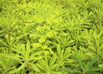 EUPHORBIA ASCOT RAINBOW