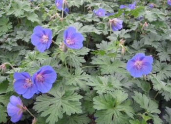 GERANIUM ORION