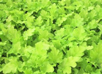 HEUCHERA LIME MARMALADE
