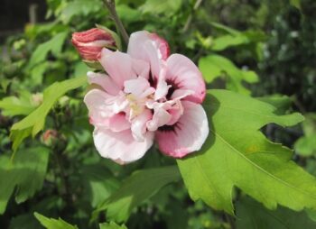 HIBISCUS LADY STANLEY