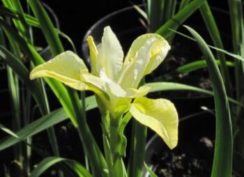 IRIS SIB. BUTTER & SUGAR
