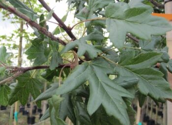 MALUS TRILOBATA 8-10