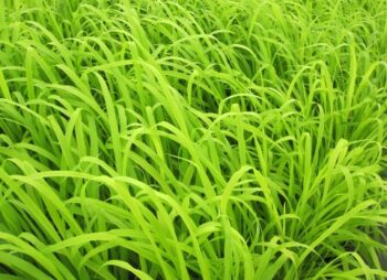 MILIUM EFF. AUREUM
