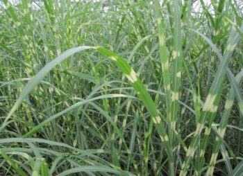 MISCANTHUS GIRAFFE