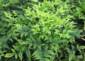 NANDINA LEMON & LIME