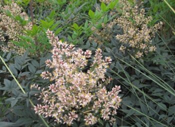 NANDINA RICHMOND