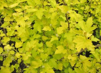 PHYSOCARPUS OPU. DARTS GOLD