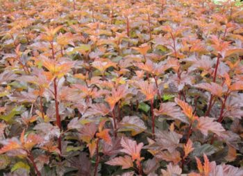 PHYSOCARPUS OPU. ANDRE