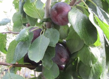 PLUM VICTORIA
