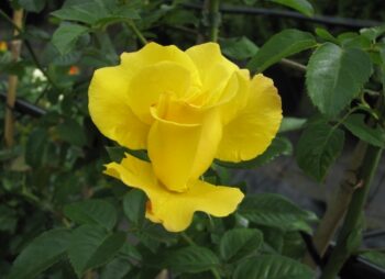 ROSA LICHTKONIGIN LUCIA