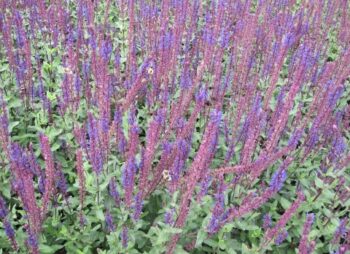 SALVIA NEM. CARADONNA
