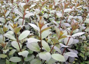 WEIGELA FLORIDA PURPUREA