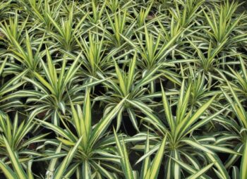 YUCCA GOLDEN SWORD
