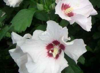 HIBISCUS SYR. RED HEART