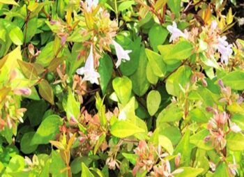 ABELIA FRANCIS MASON