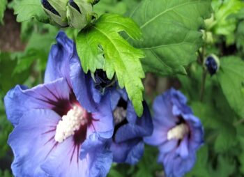 HIBISCUS SYR. MARINA